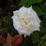 رشا عبدالفتاح